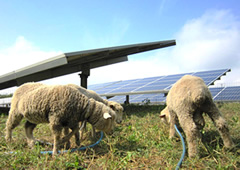 生き物除草（生き物を利用した緑地管理）