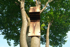 図版：敷地内の樹木に設置されたバットボックス