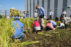 図版：小学生による稲刈りの様子