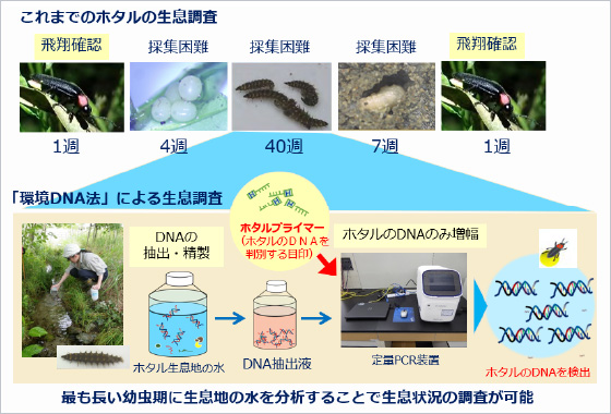 図版：環境DNAを用いてホタルの生息状況を把握