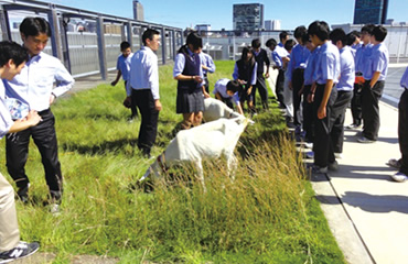 図版：ヤギによる屋上緑地の除草実験の様子