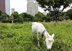 生き物除草®