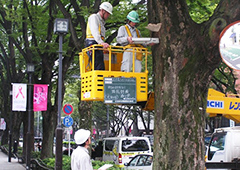 街路樹等の樹木診断（表参道ケヤキ並木）