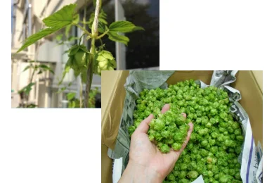 図版：ホップ毬花