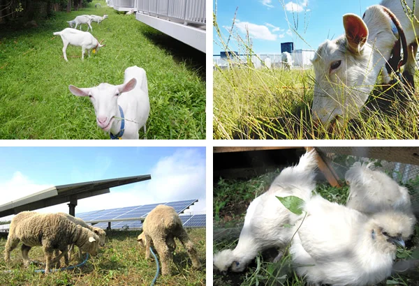 図版：生き物除草（生き物を利用した緑地管理）