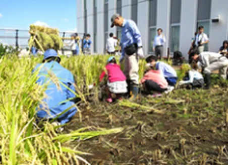 図版：屋上水田
