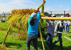 屋上水田
