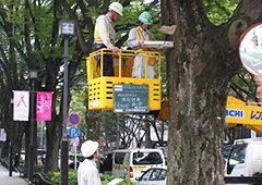 街路樹等の樹木診断(表参道ケヤキ並木)