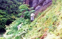 図版：葺き替え前の茅葺き屋根は草や木が生え、傷みが進行していた様子